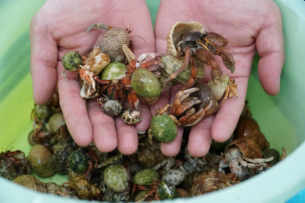 Thú vui lạ của bạn trẻ Sài Gòn, nuôi cua làm thú cưng trong nhà ảnh 2