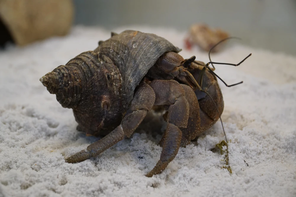 Giống cua Brevi có kích thước to nhất trong các loài cua ẩn sĩ tại Việt Nam, với những người nuôi cua, giống này được gọi là King of Crabs.