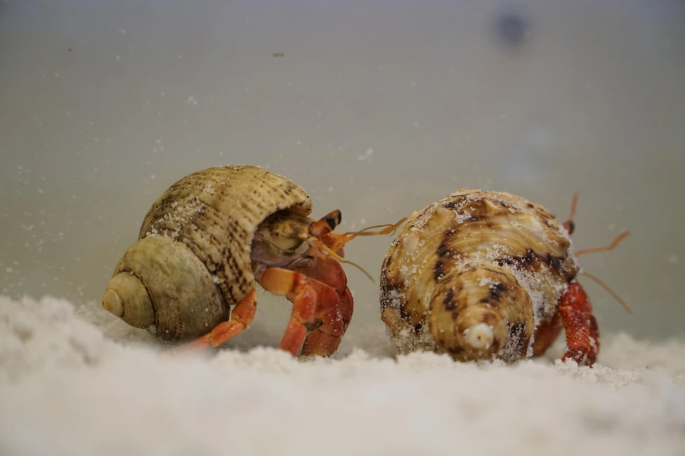 Cua Coenobita Perlatus được nhập từ Indonesia và được nuôi dưỡng 3 năm tại hồ.