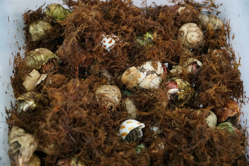 Anh Phú lót một lớp xơ dừa có xịt nước muối để tạo độ ẩm, làm môi trường cho cua sinh sống.