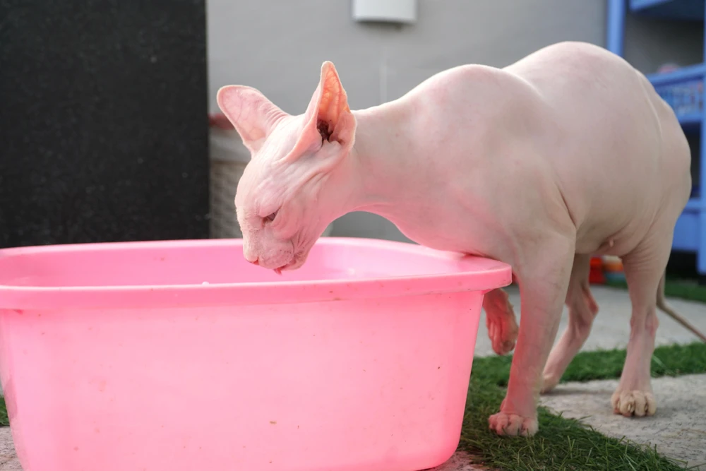 Chị Dung đùa: “Người ta thường nói “ăn như mèo” nhưng mèo không lông này hoàn toàn không ăn ít, các bé rất thích ăn uống”. Ngoài việc cho ăn chính là hạt, pa tê, chị còn chuẩn bị thêm gà xé, cá, thịt và bổ sung thêm các loại viên uống cho bé đủ dinh dưỡng.