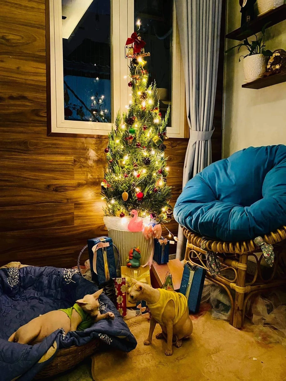 Chị lưu lại những khoảnh khắc đáng yêu của bé mèo trong những dịp đặc biệt.