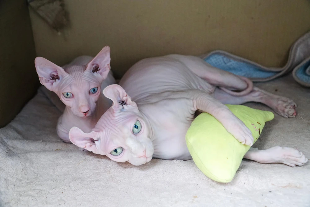 Điểm khác biệt giữa mèo không lông và mèo bình thường là sự thông minh, năng động và rất thích chơi với trẻ con.