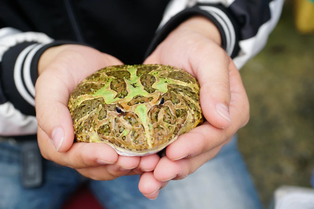 Mỗi dịp rảnh rỗi, các bạn trẻ có chung sở thích lại hẹn nhau mang thú cưng của mình đến giao lưu và trao đổi kiến thức chăm sóc.