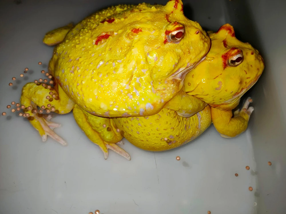 Mỗi năm ếch sẽ sinh sản vào đầu mùa xuân và sẽ thực hiện ngủ đông trong khoảng 2 tháng trước khi vào mùa.