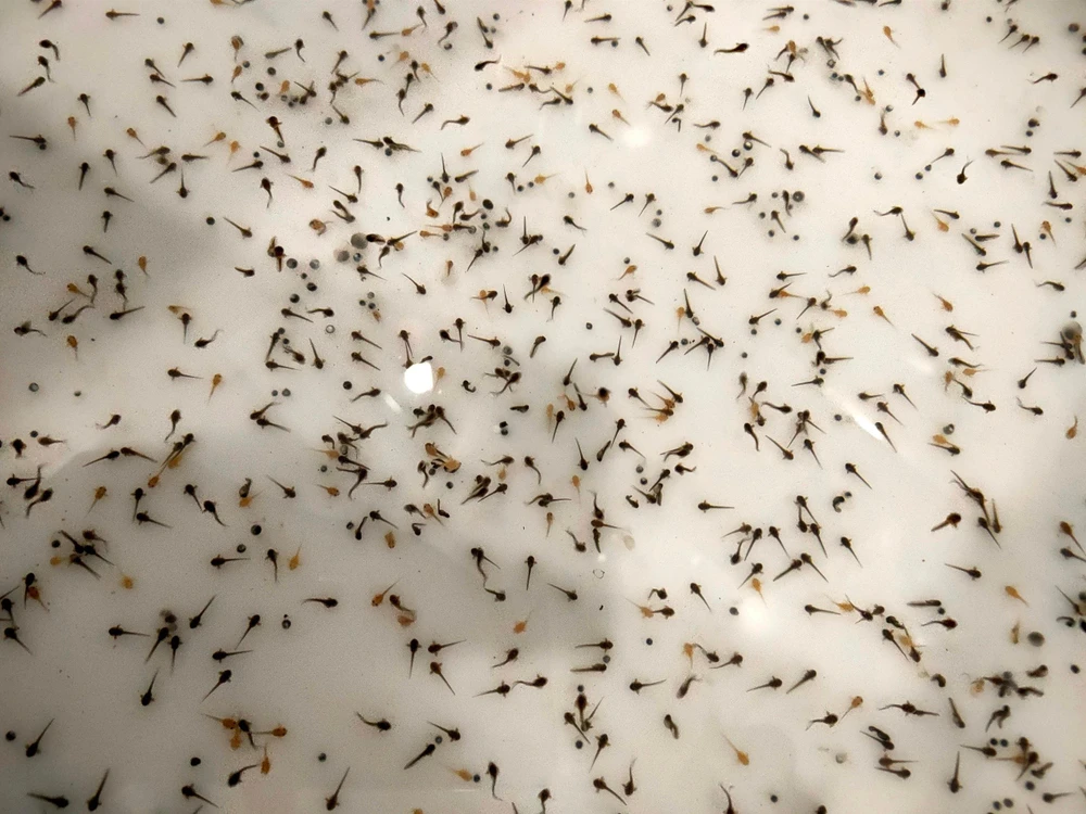 Sau khoảng thời gian ngắn từ 18 đến 24 tiếng, trứng sẽ nở thành nòng nọc. Quá trình từ nòng nọc thành ếch sẽ mất từ 2 đến 3 tuần.