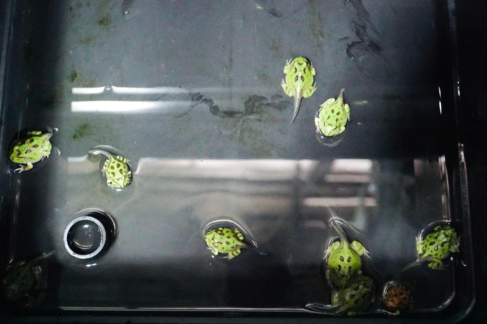 Người nuôi cần lưu ý không nên nhốt chung các ếch con và ếch trưởng thành trong một chuồng bởi chúng có thể ăn thịt lẫn nhau.