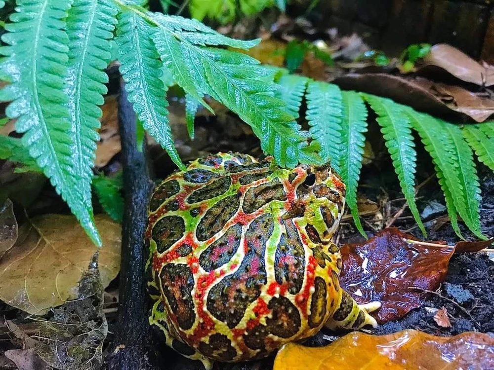 Giống ếch Ornate Pacman, có giá từ 3- 5 triệu đồng/ con.