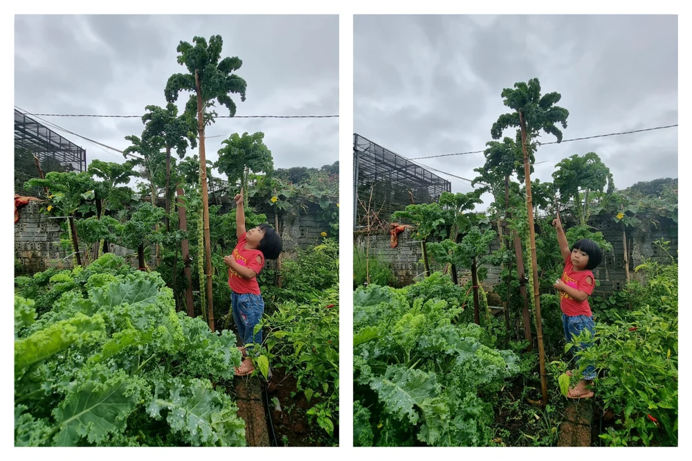 Vườn cải khổng lồ được các con nhà chị vô cùng yêu thích