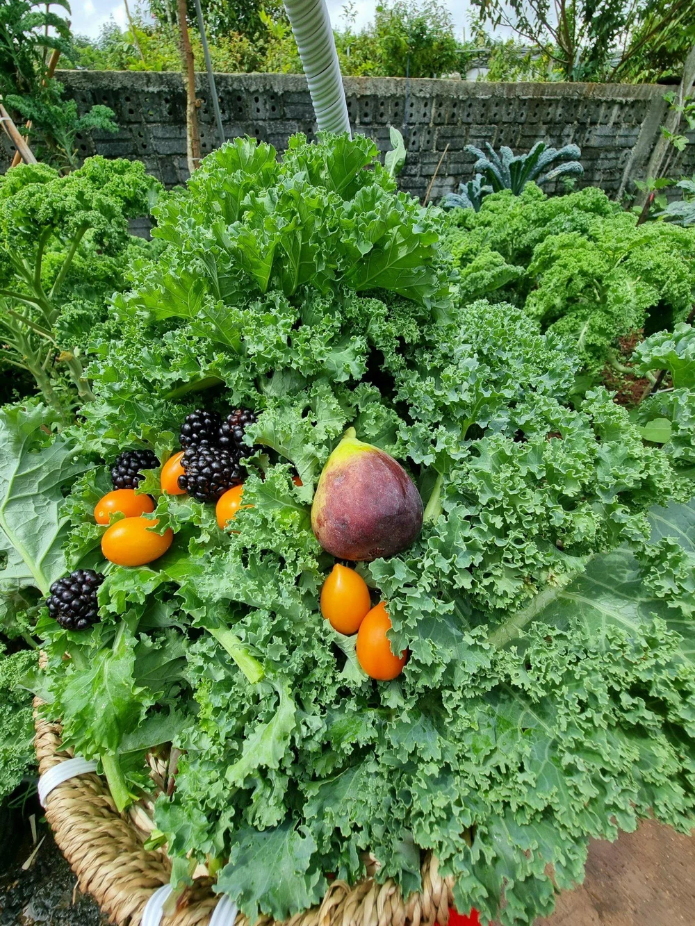 “Mỗi loại tôi trồng một ít, vì thế gia đình luân phiên có rau xanh quanh năm để sử dụng, không phải đi chợ mua sắm nhiều”, chị Thơm chia sẻ.