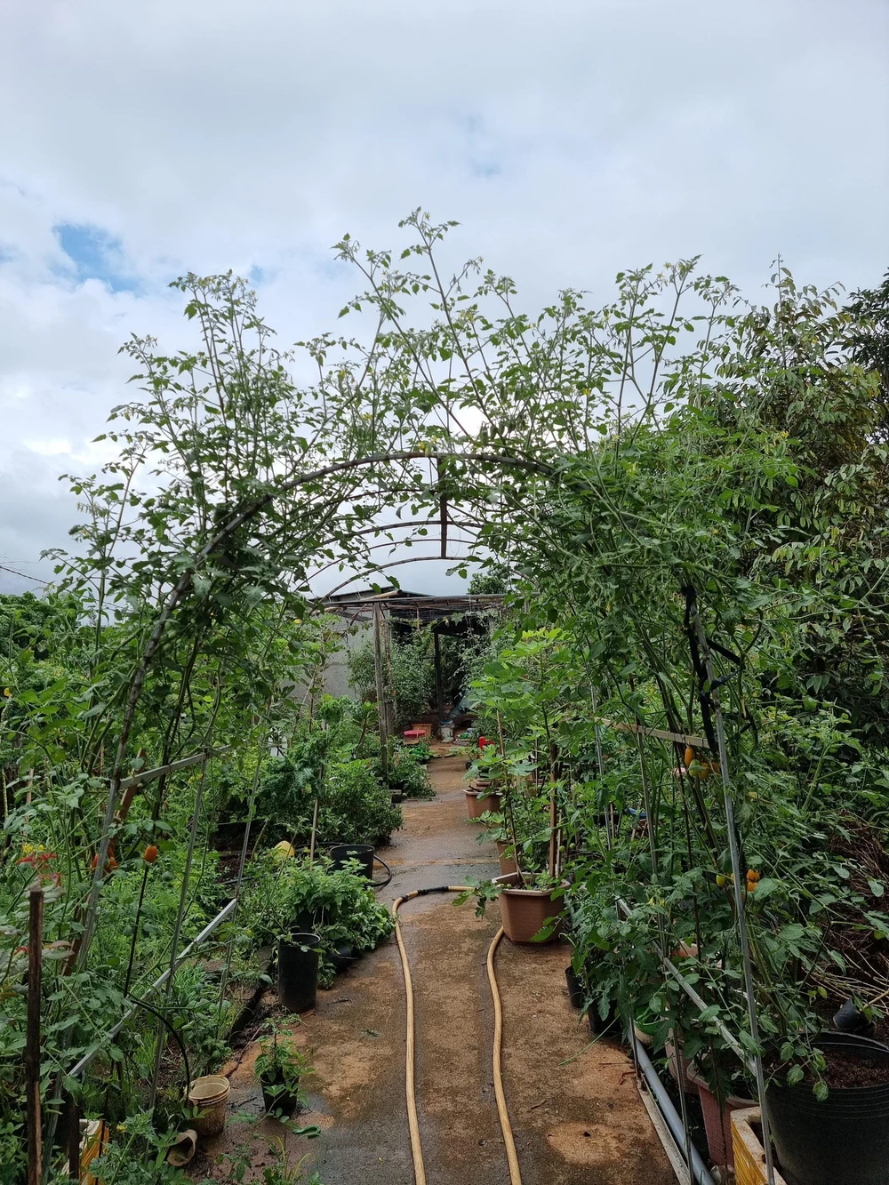 Ngoài trồng cải, chị Thơm còn tự chăm bón một khu vườn xanh mướt đủ các loại rau củ.