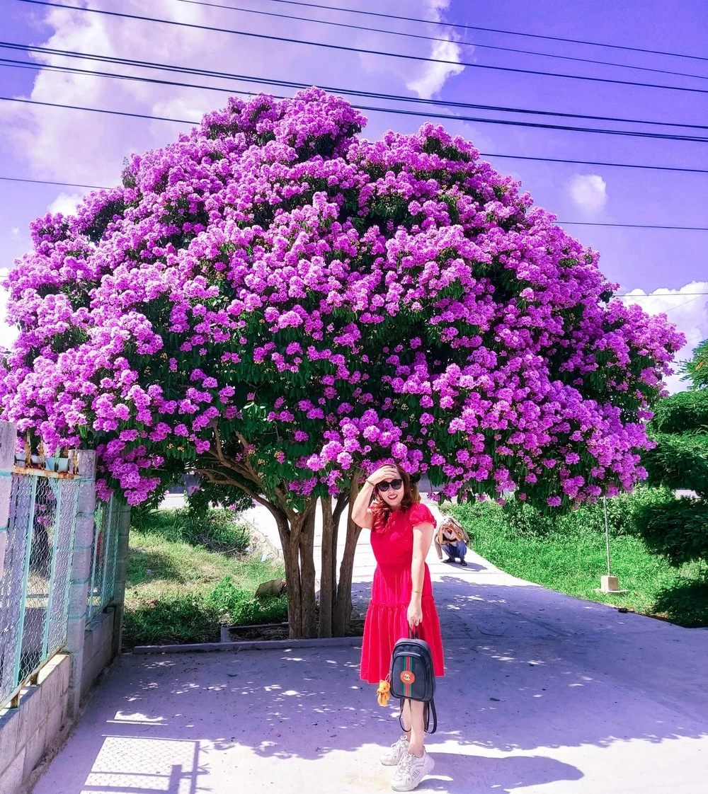 Mùa bằng lăng không kéo dài, chỉ khoảng từ 1-2 tháng đã sớm tàn. Thế nên những người yêu hoa luôn tranh thủ để có cơ hội ghi lại những khoảnh khắc lúc cây đang đẹp nhất.