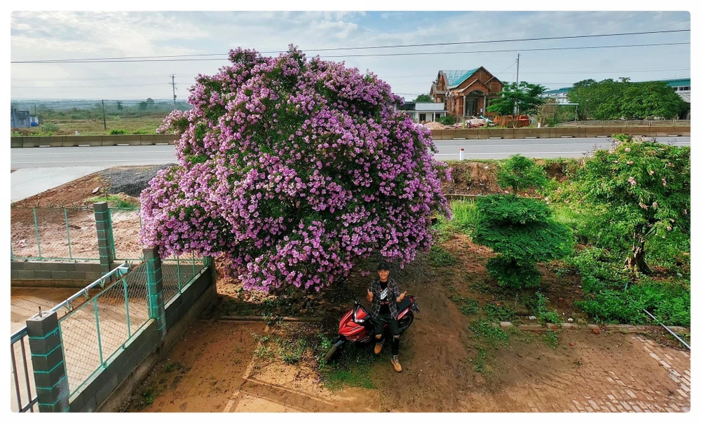 Cây bằng lăng xoè tán rộng tròn, hoa nở bung rất đều và dày từ trên ngọn xuống thân, ngắm ở bất cứ gốc độ nào cũng đều thấy đẹp. Ảnh: Hùng Quốc