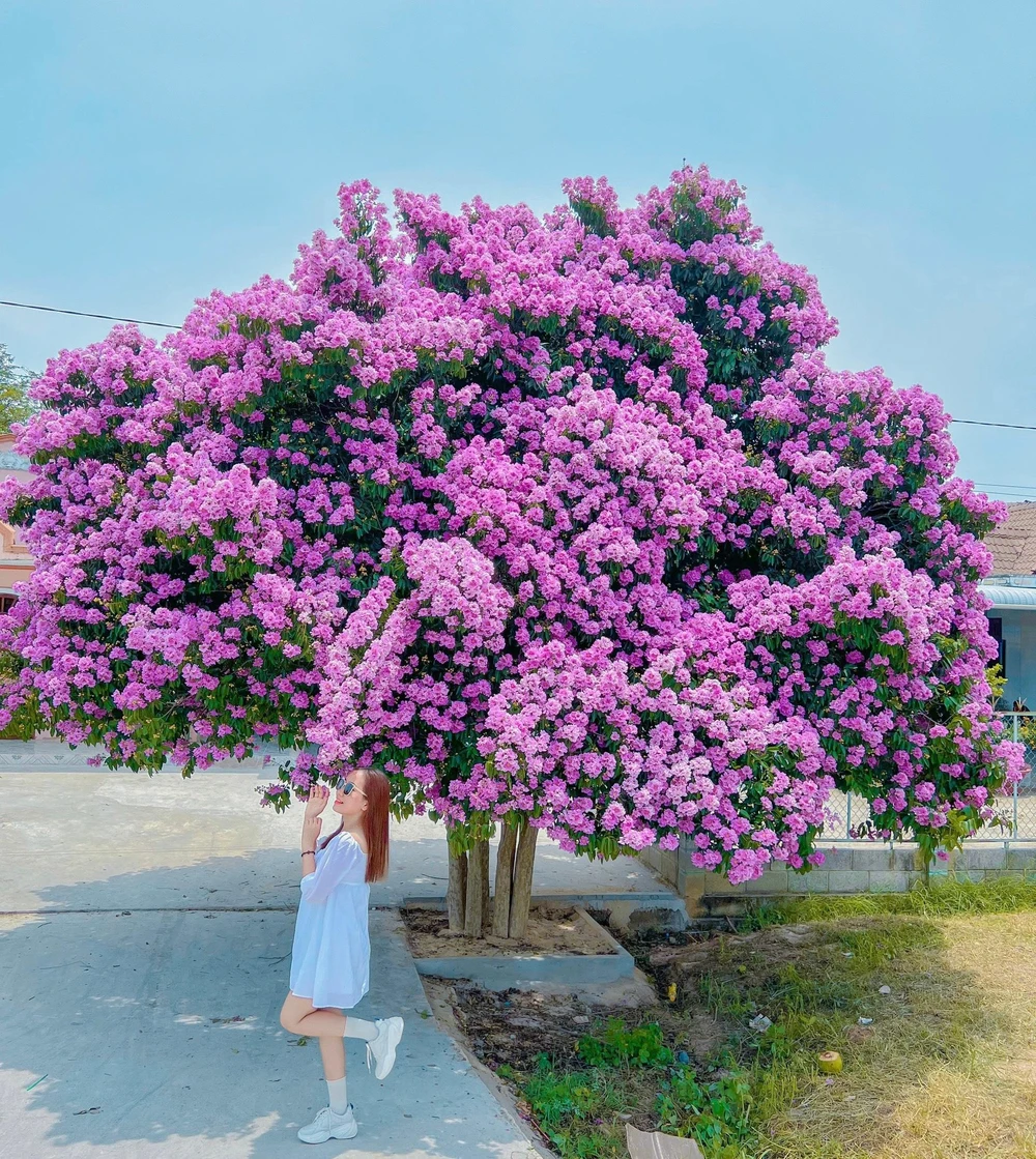 Chị Nguyễn Thị Ngọc Tâm (28 tuổi, ngụ Bình Thuận) cùng bạn ghé đến check in bên cây hoa bằng lăng khổng lồ. “Mỗi mùa hoa nở tôi đều đến địa điểm này. Mọi năm đi trễ, trời mưa khiến hoa rụng bớt, không còn rực rỡ. Năm nay, đầu mùa tôi tranh thủ ghé chụp hình, chọn đi vào khung 11 giờ trưa để thưa người, đỡ chen chúc”, chị Tâm cho hay.