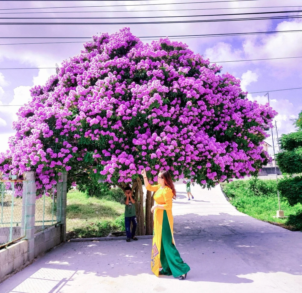 Cô giáo Lưu Thị Thuỷ (ngụ huyện Hàm Thuận Nam, tỉnh Bình Thuận) cũng là một “khách quen” của cây hoa bằng lăng này, mỗi năm chị đều ghé đến để chụp ảnh kỷ niệm. “Chủ của cây hoa bằng lăng vô cùng thoải mái và mến khách. Họ còn sẵn sàng cho tôi mượn cả đôi giày để mang cho hợp với bộ đồ đang mặc, lên hình cho xinh", chị hào hứng kể lại.