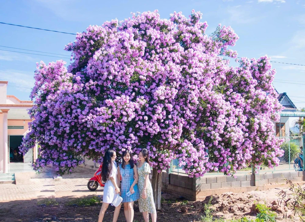 Lượng người ghé đến chụp ảnh theo từng nhóm nhỏ. Mỗi lúc sẽ có có từ hai đến năm người đứng chụp.