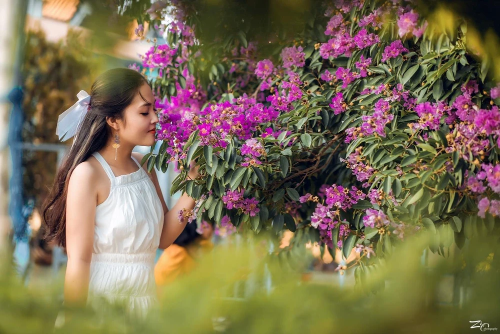 Cây hoa bằng lăng đã góp cho Bình Thuận thêm một điểm đến thú vị, "đốn tim" du khách. Ảnh: Hùng Quốc