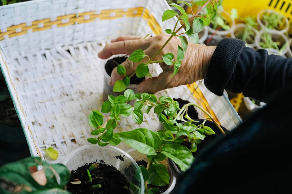 Khi đến đây, mỗi người sẽ được phát một chiếc rổ nhựa để đựng cây rồi thoải mái lựa chọn những cây trồng mà mình yêu thích nhất.