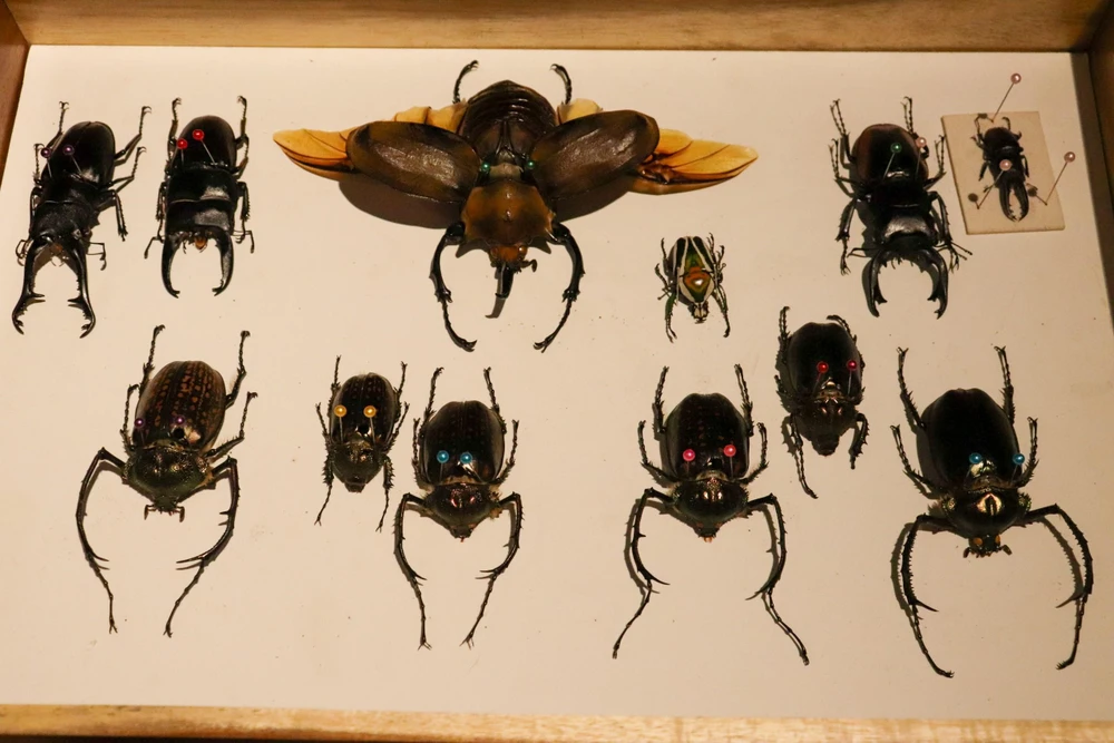 Bộ sưu tập bọ cánh cứng này Kiệt chỉ để lại ngắm nhìn chứ không bán. Kiệt trưng bày nó tại nhà, tại một quán cafe để nhiều người có thể chiêm ngưỡng, đồng thời cũng là cách Kiệt kết nối với những người cùng đam mê. Bộ sưu tập bọ cánh cứng này Kiệt chỉ để lại ngắm nhìn chứ không bán. Kiệt trưng bày nó tại nhà, tại một quán cafe để nhiều người có thể chiêm ngưỡng, đồng thời cũng là cách Kiệt kết nối với những người cùng đam mê.