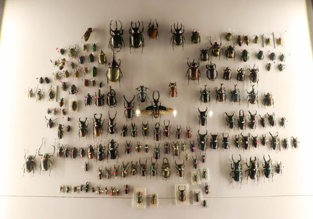 Các loài bọ có kích thước khác nhau: có loài nhỏ cỡ móng tay út, có loài to bằng bàn tay… Các loài bọ có kích thước khác nhau: có loài nhỏ cỡ móng tay út, có loài to bằng bàn tay…