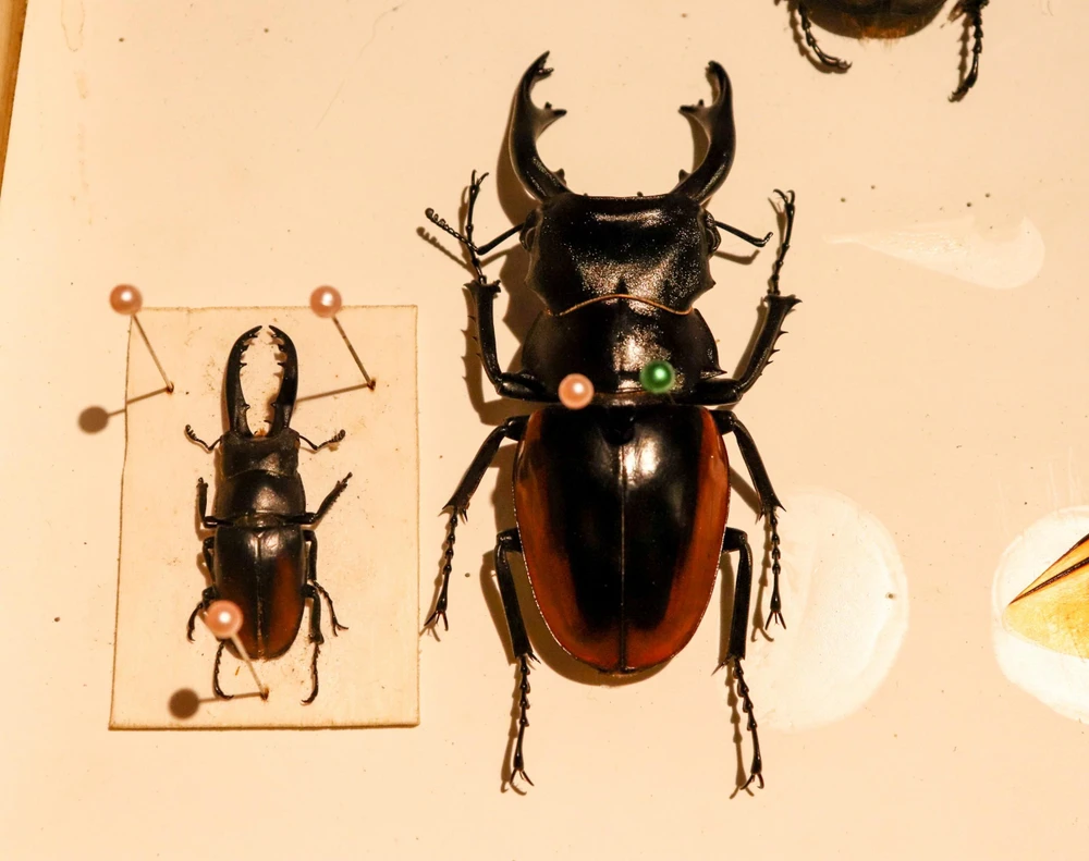 Bọ kẹp kìm (bìa trái) là mẫu tiêu bản đầu tiên Anh Kiệt sưu tầm được vào cuối năm 2015. Bọ kẹp kìm (bìa trái) là mẫu tiêu bản đầu tiên Anh Kiệt sưu tầm được vào cuối năm 2015.