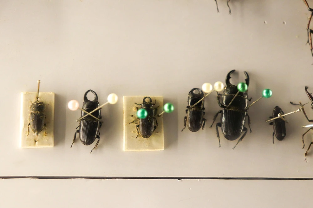 Một số mẫu chỉ mất khoảng 2-3 ngày để hoàn thiện, cũng có những mẫu mất tầm một tuần, tùy theo kích thước bọ. Một số mẫu chỉ mất khoảng 2-3 ngày để hoàn thiện, cũng có những mẫu mất tầm một tuần, tùy theo kích thước bọ.