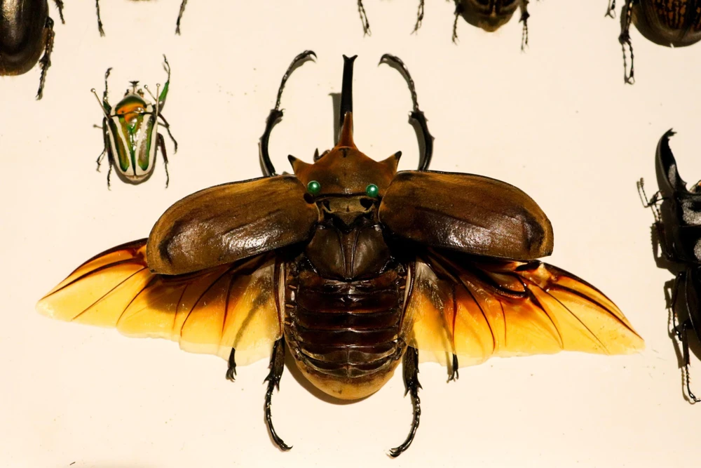 Bọ voi Nam Mỹ (Có tên khoa học là Megasoma Elephas) là loại bọ có kích thước lớn nhất trong bộ sưu tập của Kiệt. Bọ voi Nam Mỹ (Có tên khoa học là Megasoma Elephas) là loại bọ có kích thước lớn nhất trong bộ sưu tập của Kiệt.