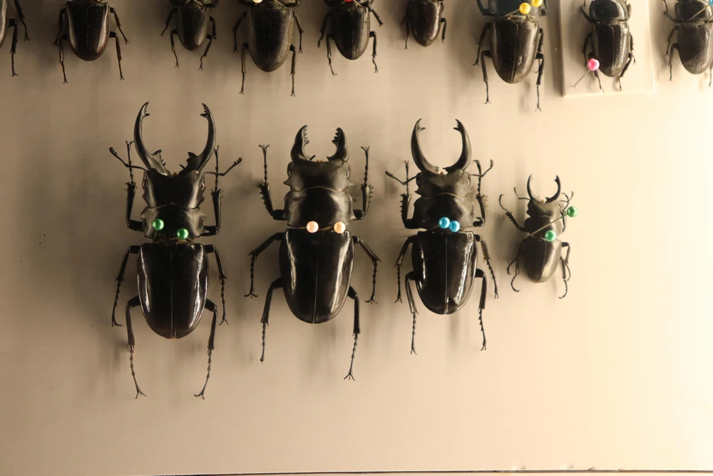 Một số mẫu bọ cùng chi, khác loài trong bộ sưu tập. Một số mẫu bọ cùng chi, khác loài trong bộ sưu tập.