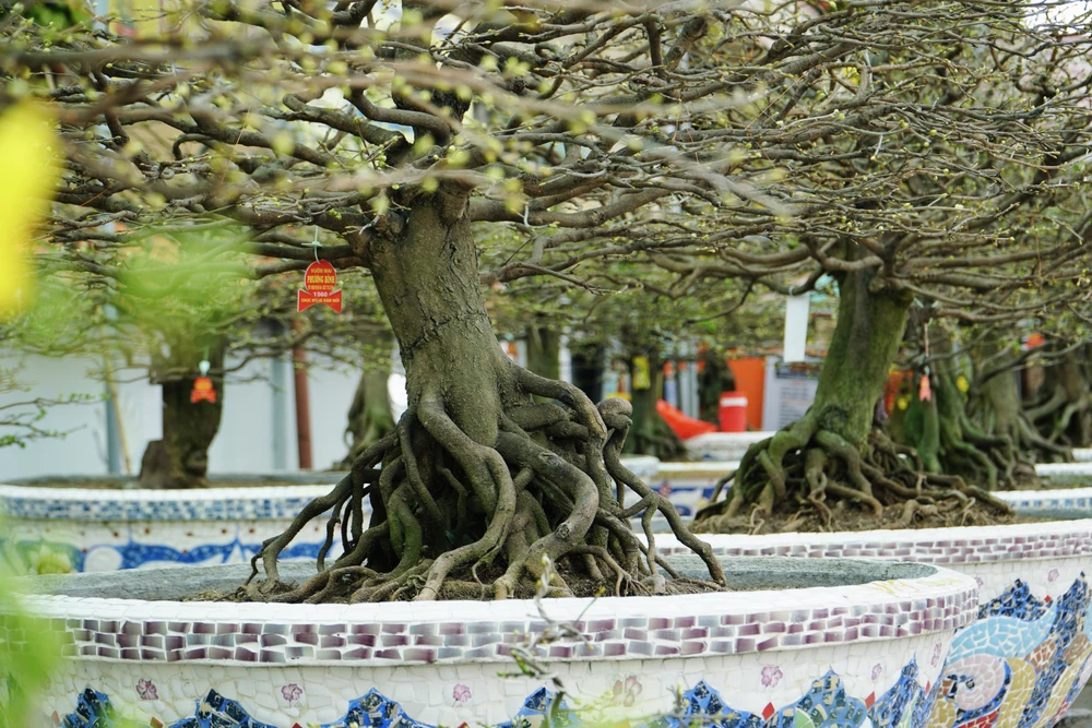 Các gốc mai có tuổi thọ khoảng 30-40 năm được bày bán khá nhiều.