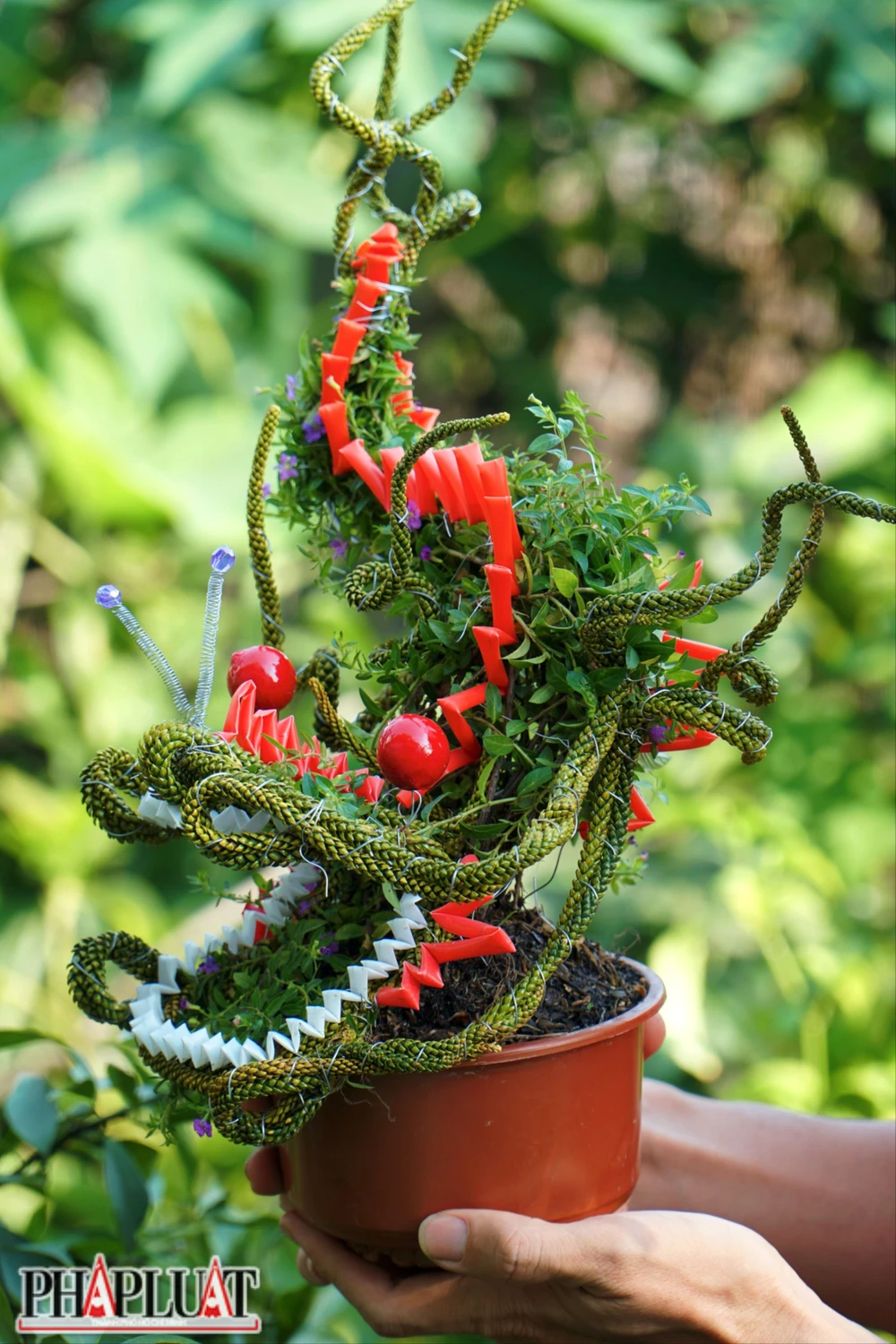 anh-1-bonsai-hinh-rong-1428-3601.jp