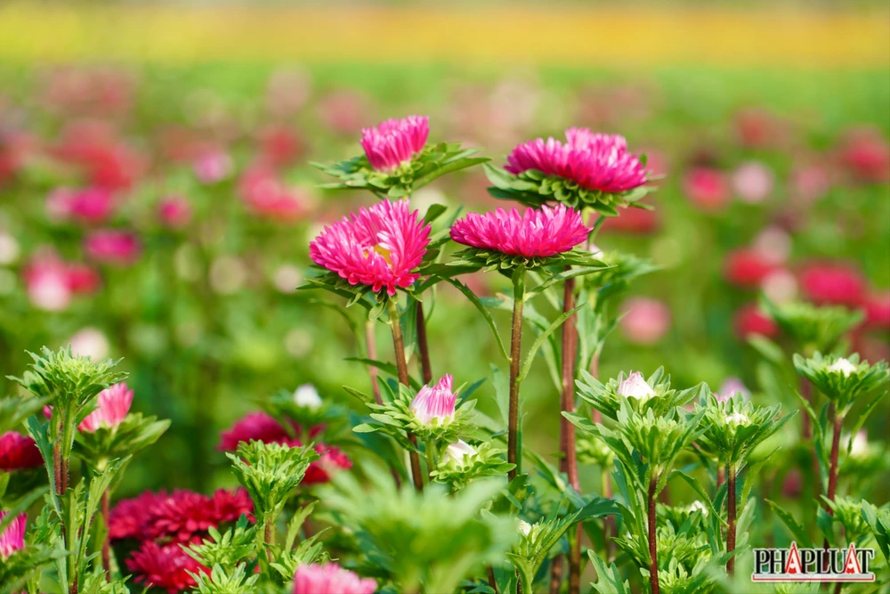 Ảnh 12 -lang-hoa.jpg