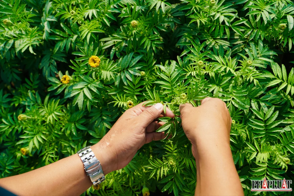 Ảnh 7.2 -lang-hoa.jpg