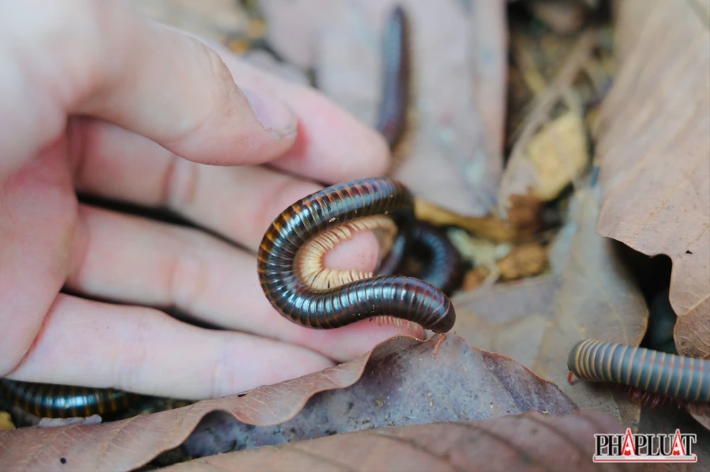 Ảnh 16 con-cuon-chieu .jpg