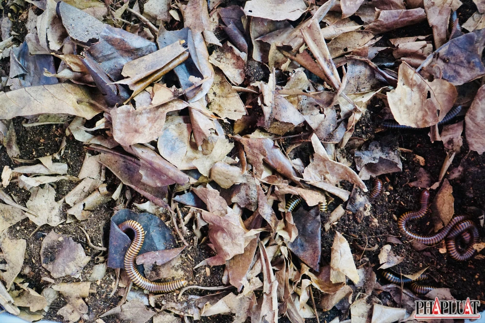 Ảnh 7 con-cuon-chieu .jpg