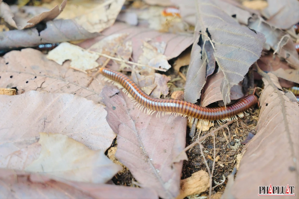 Ảnh 9- con-cuon-chieu .jpg