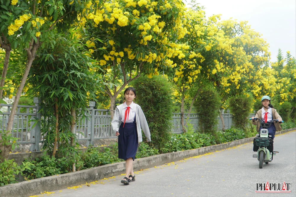 10 -hoa-huynh-lien. .jpg