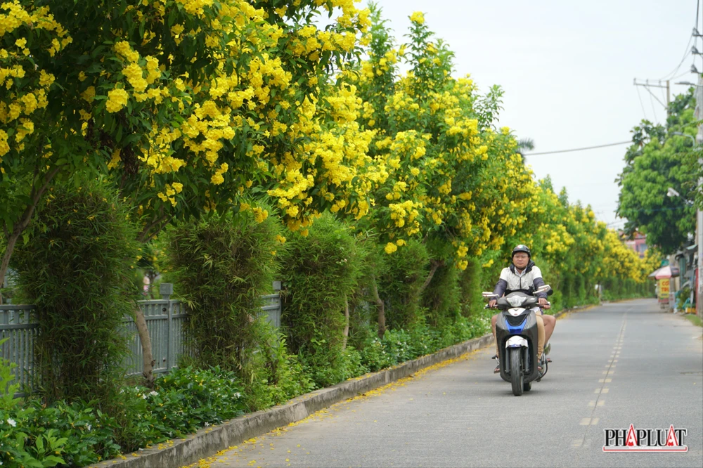 15 -hoa-huynh-lien .jpg