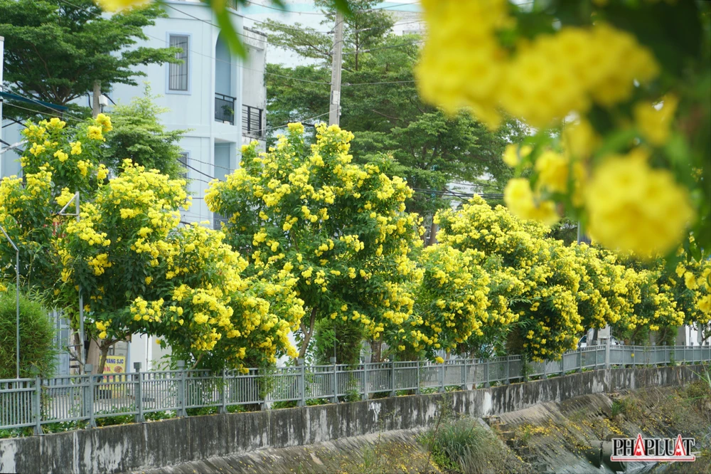 3 -hoa-huynh-lien .jpg