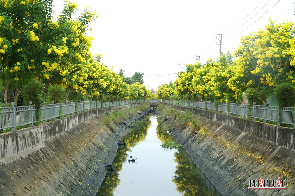 4 -hoa-huynh-lien .jpg