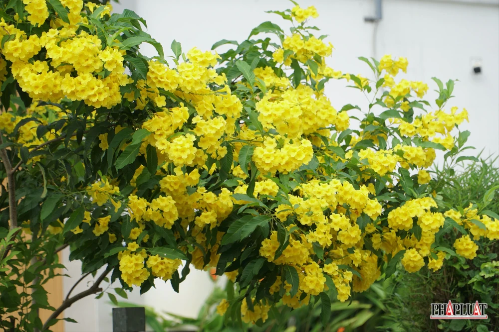 6. 1 -hoa-huynh-lien .jpg