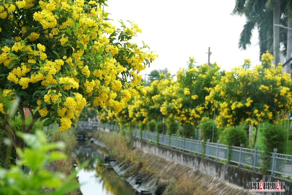 6 -hoa-huynh-lien .jpg