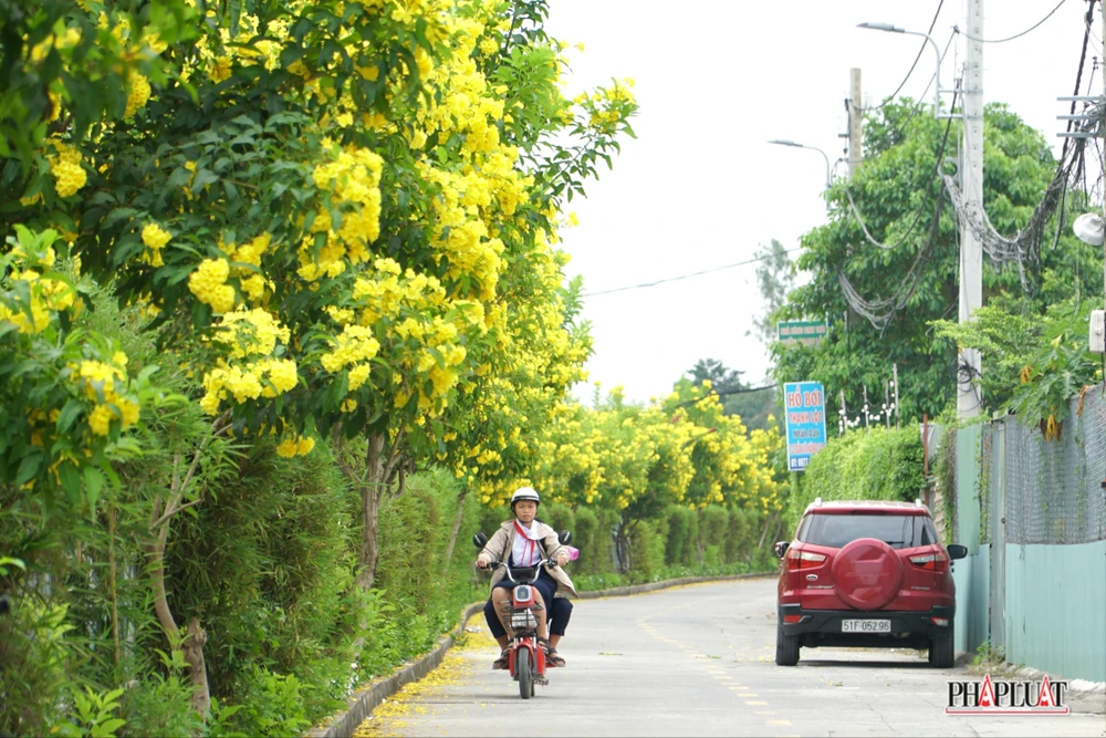 7 -hoa-huynh-lien .jpg