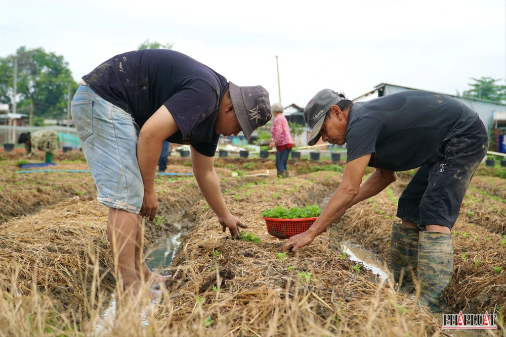 15 -lang-hoa-tan-ba.jpg