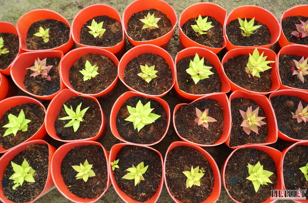 5. 1 -lang-hoa-tan-ba.jpg