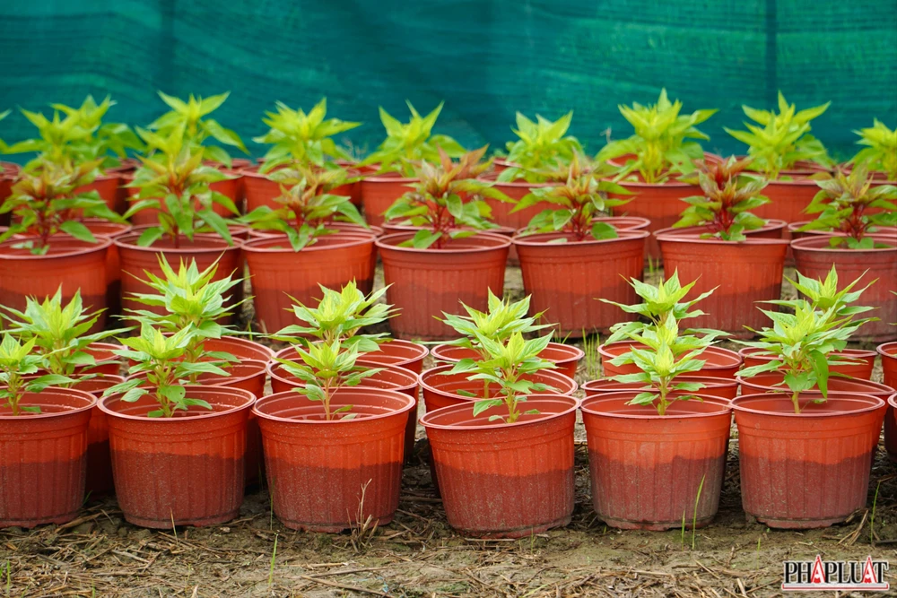 7.1 -lang-hoa-tan-ba.jpg