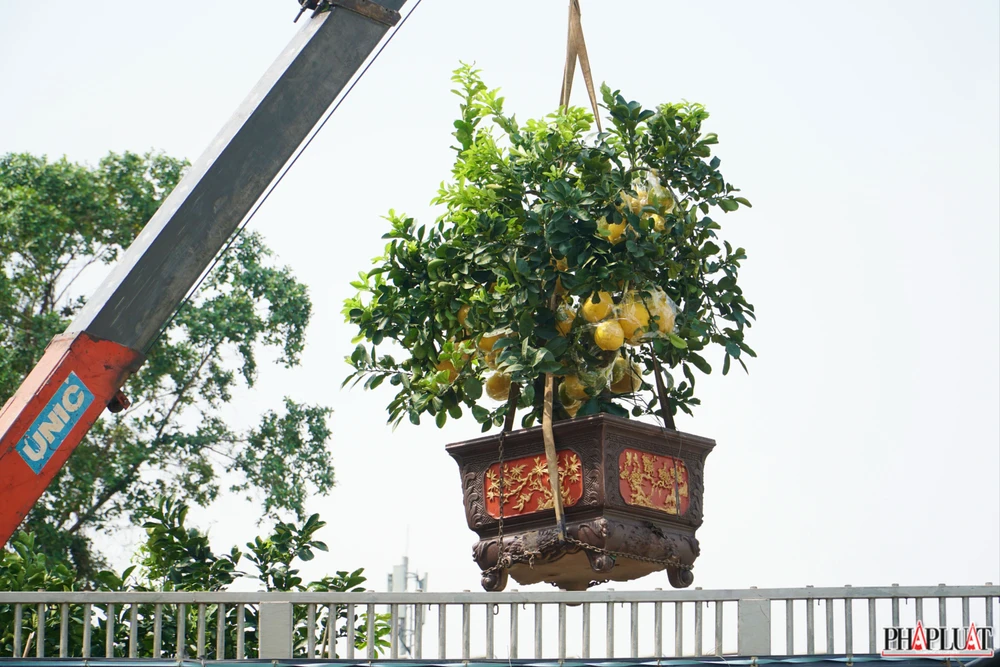 Các nhà vườn chia sẻ thời tiết những ngày cuối năm nắng ráo tương đối thuận lợi cho cây bưởi Diễn phát triển.