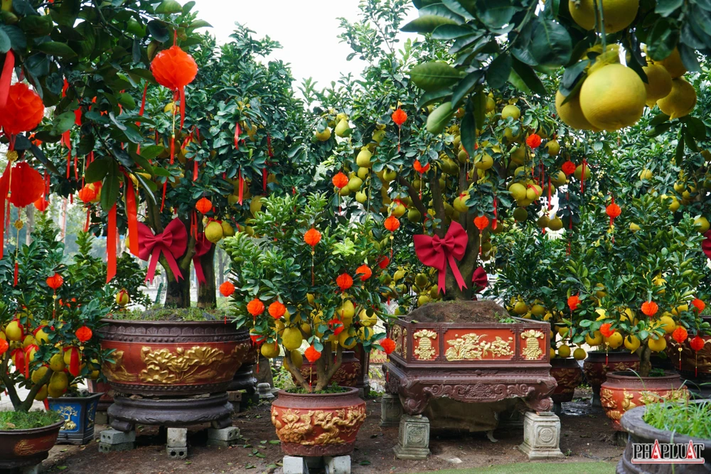 13 -cay-buoi-dien.jpg