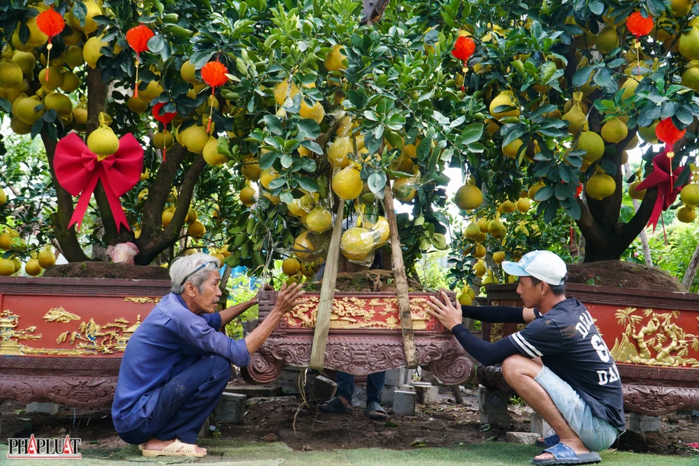 2 -cay-buoi-dien.jpg