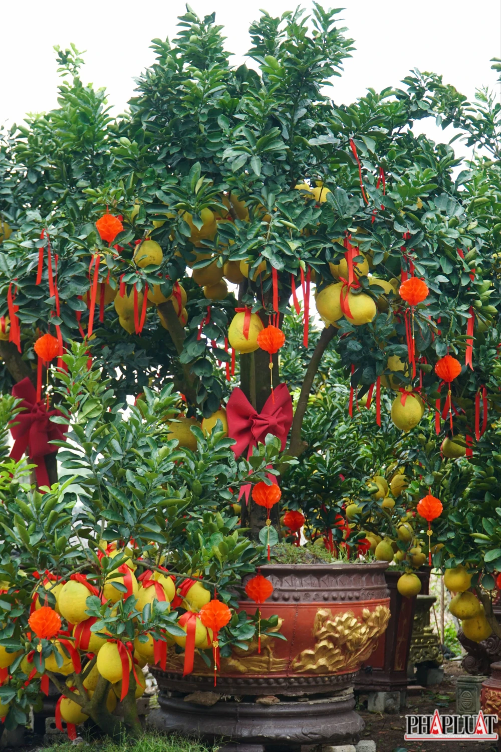 7 -cay-buoi-dien.jpg