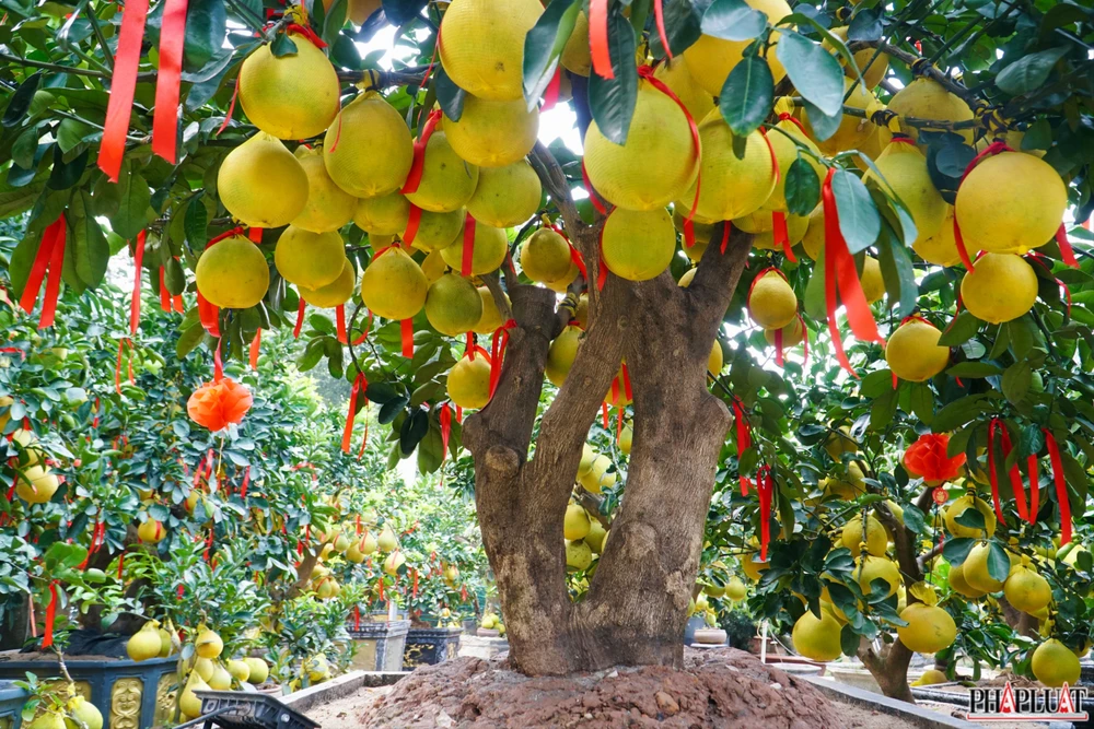 9 -cay-buoi-dien.jpg